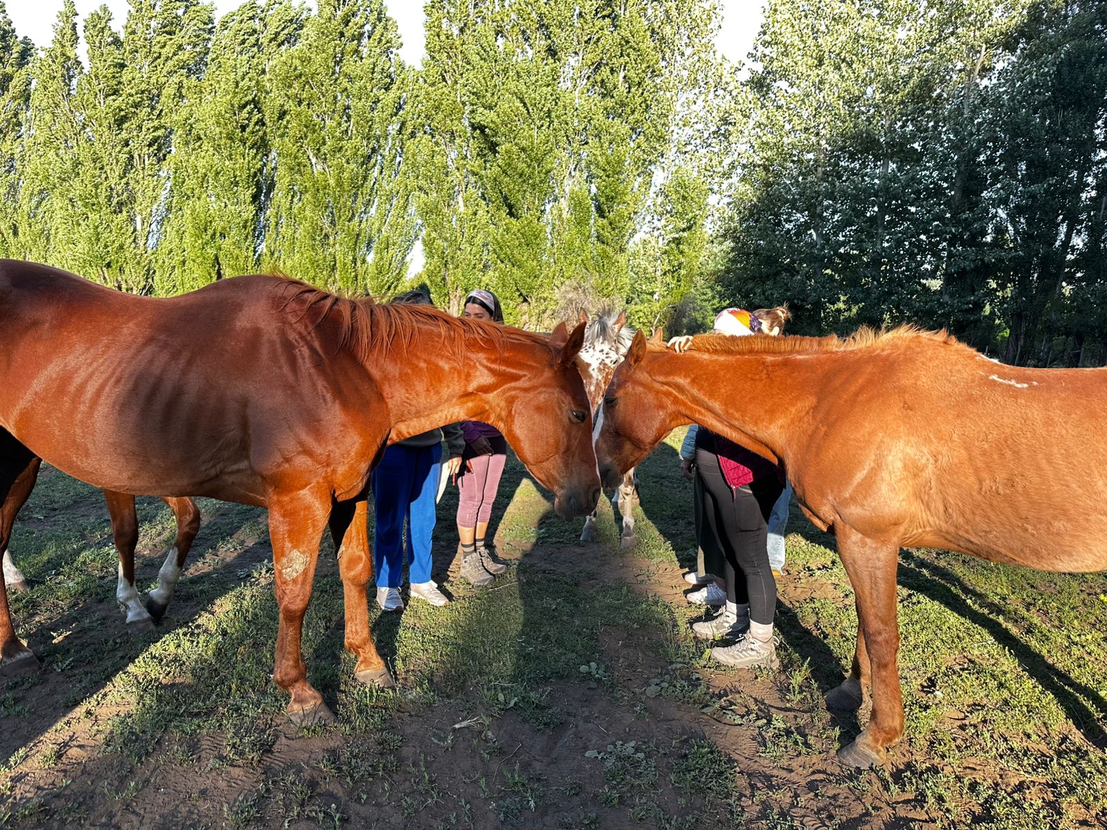 Chacra Equa 8